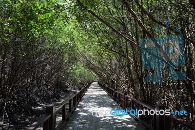 Mangrove Forest Stock Photo