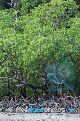 Mangrove Forest Stock Photo