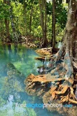 Mangrove Forests Stock Photo