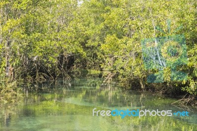 Mangrove Forests In Krabi ,thailand Stock Photo