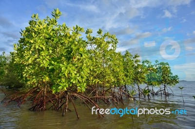 Mangrove Plants Stock Photo