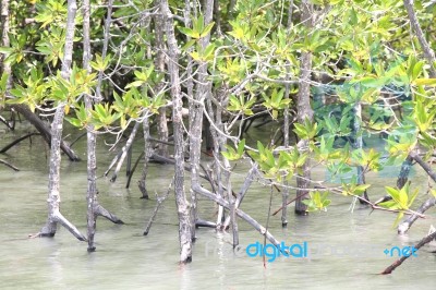 Mangrove Tree In Water Stock Photo