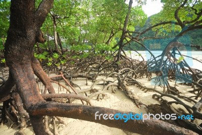 Mangrove Trees Stock Photo