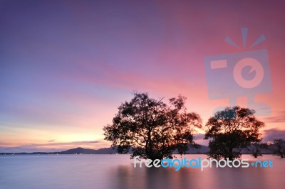 Mangrove Trees Sunset Stock Photo