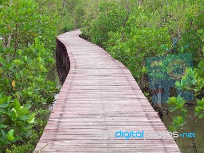 Mangrove Way Stock Photo