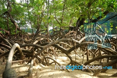 Mangrove with roots Stock Photo