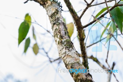 Mantis Camouflaged On Tree Branches Stock Photo Mantis Camouflaged On Tree Branches Stock Photo