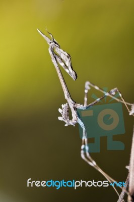 Mantis Palo (empusa Pennata) Stock Photo