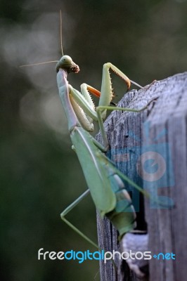 Mantis Religiosa Stock Photo