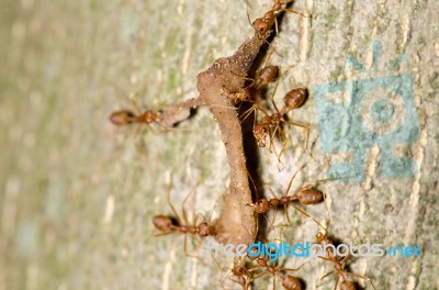 
Many Ants Carrying Food Back To The Nest Together Stock Photo