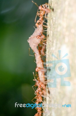 
Many Ants Carrying Food Back To The Nest Together Stock Photo