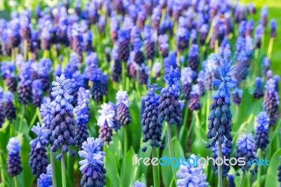 Many Blue Grape Hyacinths Stock Photo