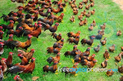 Many Chickens Stock Photo