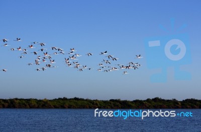 Many Flamingos On The Sky Stock Photo