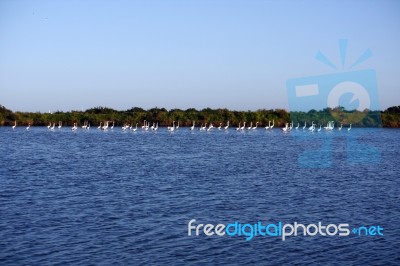 Many Flamingos On The Water Stock Photo