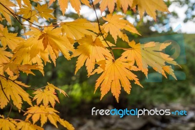 Maple In Autumn In Korea Stock Photo