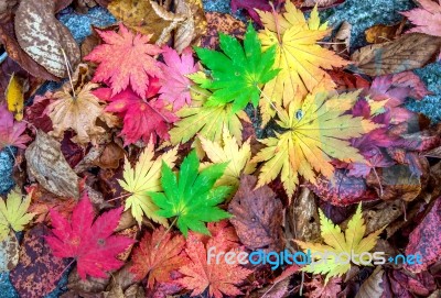 Maple In Autumn In Korea Stock Photo