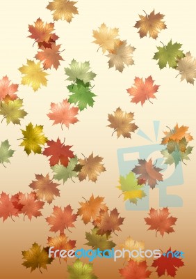 Maple Leaf Stock Image