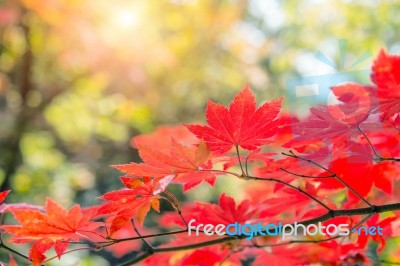 Maple Leaf In Autumn In Korea,autumn Background.(soft Focus) Stock Photo