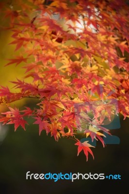 Maple Leaves Stock Photo