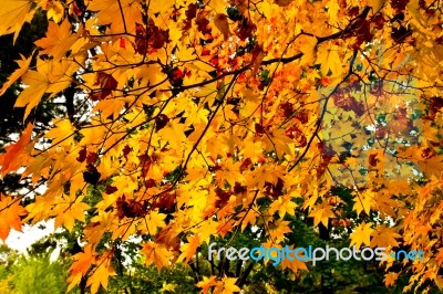 Maple Leaves Early Autumn Stock Photo