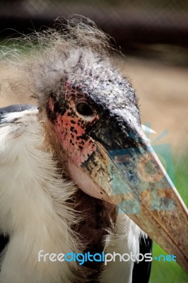 Marabou Stork Stock Photo