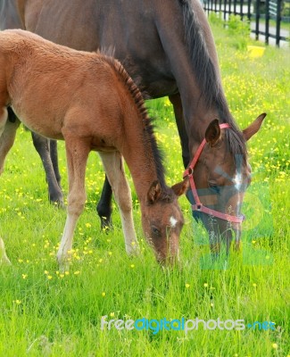 Mare And Foal Stock Photo