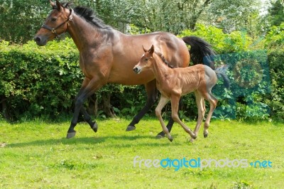 Mare And Foal Cantering Stock Photo