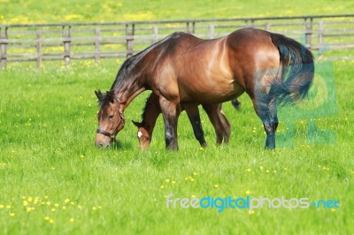 Mare And Foal Grazing Stock Photo