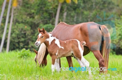Mare And Foal In A Meadow Stock Photo