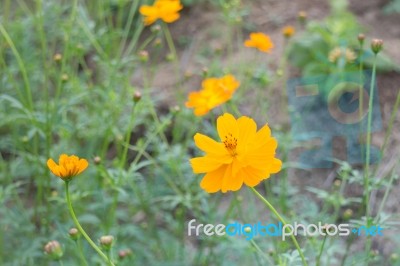 Marigold Flower Field In Rural Garden Stock Photo