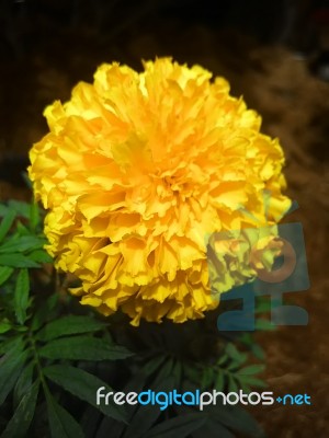 Marigold  Flower In Thailand Stock Photo