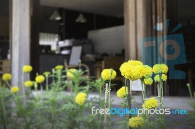 Marigold Flowers In Front Of Home Garden Stock Photo Marigold Flowers In Front Of Home Garden Stock Photo