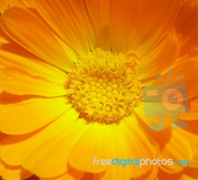 Marigold - Health From Nature Stock Photo