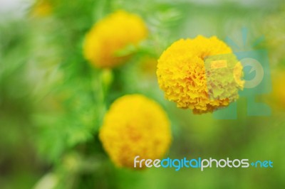 Marigold On Background Blurred Stock Photo