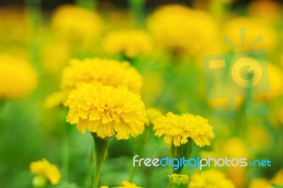 Marigold With Beautiful Stock Photo