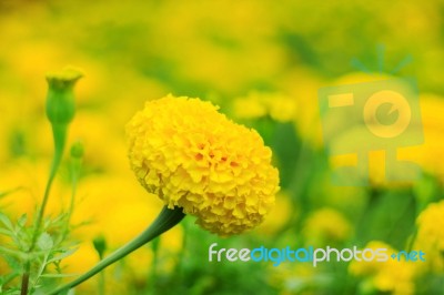 Marigold With Beautiful Colors Stock Photo