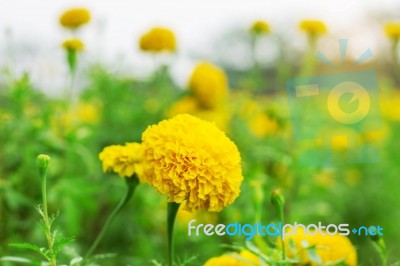 Marigold With Beauty Of Nature Stock Photo