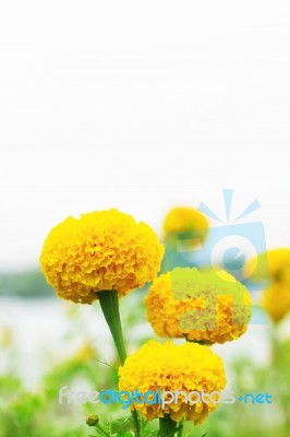Marigold With Colorful At Sky Stock Photo