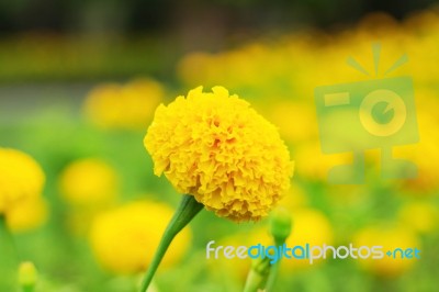 Marigold With Yellow Background Stock Photo