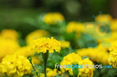 Marigolds With Freshness In Garden Stock Photo