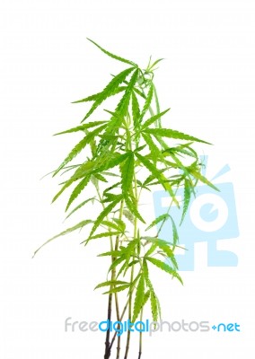 Marijuana Stock Photo