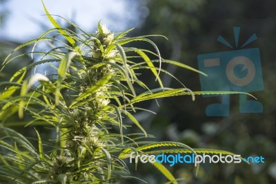 Marijuana Is Grown For Medical Purposes Stock Photo