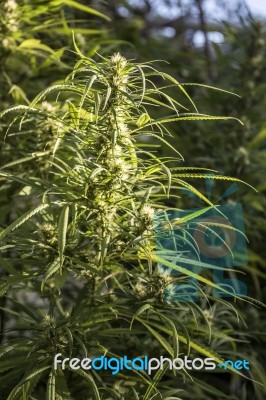 Marijuana Is Grown For Medical Purposes Stock Photo