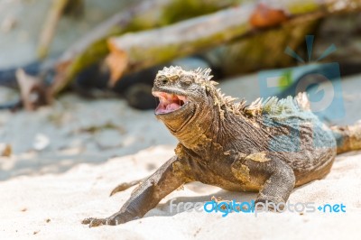 Marine Iguana On Galapagos Islands Stock Photo