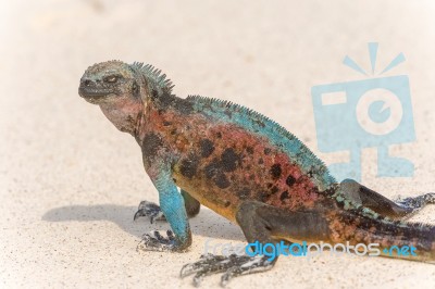 Marine Iguana On Galapagos Islands Stock Photo