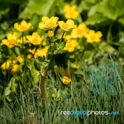 Marsh Marigold (caltha Palustris) Flowering In Springtime Stock Photo