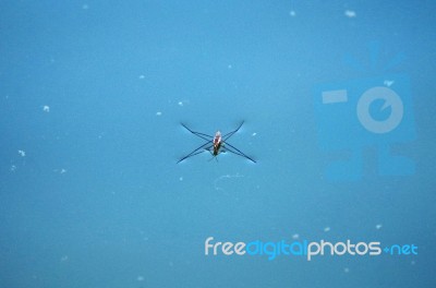 Marsh Treader (hydrometra) On The Water Stock Photo