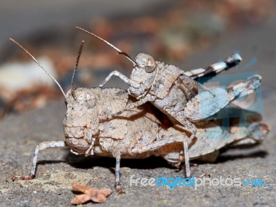 Mating Grasshoppers Stock Photo