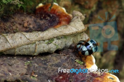 Mating Ladybugs Stock Photo